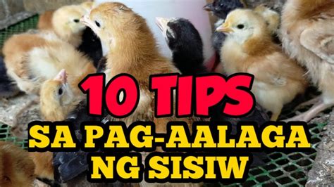 sisiw picture|10 Tips sa Pag.